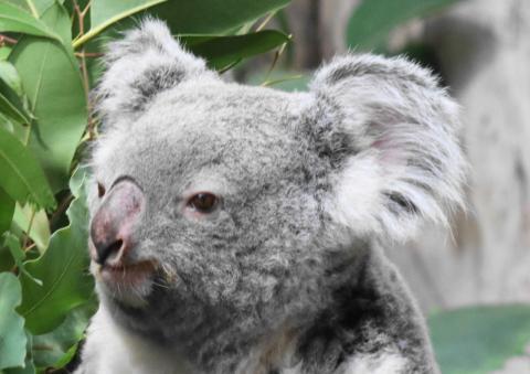 Koala