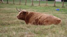 HIghland Cow
