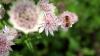 Sissinghurst Castle and Garden (2025)