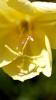 Sissinghurst Castle and Garden (2025)