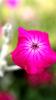 Sissinghurst Castle and Garden (2025)