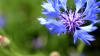 Sissinghurst Castle and Garden (2025)