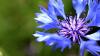 Sissinghurst Castle and Garden (2025)