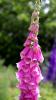 Sissinghurst Castle and Garden (2025)