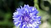 Sissinghurst Castle and Garden (2025)