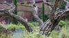 Sissinghurst Castle and Garden (2025)
