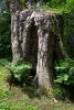 Powerscourt Gardens (2014)