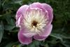 Powerscourt Gardens (2014)
