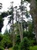 Powerscourt Gardens (2014)