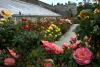 Powerscourt Gardens (2014)