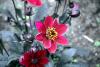 Powerscourt Gardens (2014)