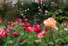 Powerscourt Gardens (2014)