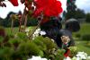 Powerscourt Gardens (2014)