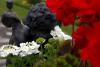 Powerscourt Gardens (2014)