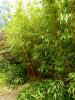 Powerscourt Gardens (2014)