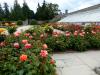 Powerscourt Gardens (2014)