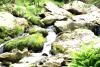 Powerscourt Gardens (2014)