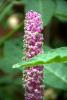 Mount Usher Gardens (2014)