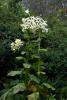 Mount Usher Gardens (2014)