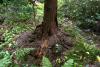 Mount Usher Gardens (2014)