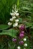 Mount Usher Gardens (2014)