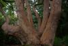 Mount Usher Gardens (2014)