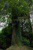 Mount Usher Gardens (2014)