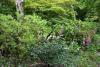 Mount Usher Gardens (2014)