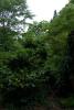 Mount Usher Gardens (2014)