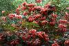 Mount Usher Gardens (2014)