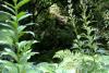 Mount Usher Gardens (2014)