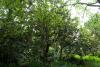 Mount Usher Gardens (2014)