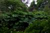 Mount Usher Gardens (2014)