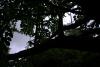 Mount Usher Gardens (2014)