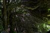 Mount Usher Gardens (2014)