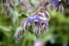 Mount Usher Gardens (2014)