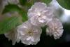 Mount Usher Gardens (2014)