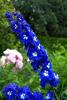 Mount Usher Gardens (2014)