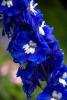 Mount Usher Gardens (2014)