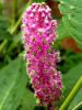 Mount Usher Gardens (2014)
