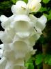 Mount Usher Gardens (2014)