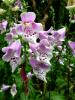 Mount Usher Gardens (2014)