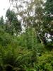 Mount Usher Gardens (2014)