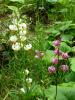 Mount Usher Gardens (2014)