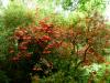 Mount Usher Gardens (2014)