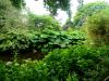 Mount Usher Gardens (2014)