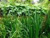 Mount Usher Gardens (2014)