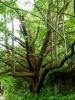 Mount Usher Gardens (2014)