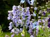 Mount Usher Gardens (2014)