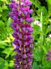 Mount Usher Gardens (2014)